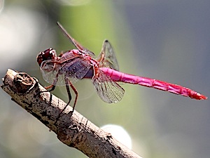 Roseate Skimmer